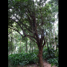  und der zugehörige Baum